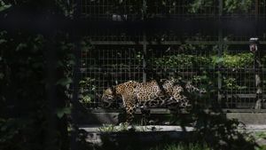 Betty, jaguarul care n-a mai apucat să fie salvat. Povestea neagră a unei evadări, într-o grădină lăsată să se prăbușească