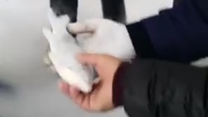 A luat câţiva peşti îngheţaţi pe care i-a pus în apă. Ce se întâmplă în doar câteva secunde a şocat pe toată lumea, iar imagini au devenit virale