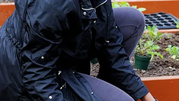 Michelle Obama cultiva zarzavaturi la Casa Alba