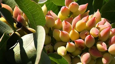 ASA poti preveni diabetul! Ce trebuie sa mananci zilnic