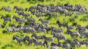 TEST IQ | Găsiți tigrul ascuns printre zebre! Dacă reușești în maximum 8 secunde, ești un geniu