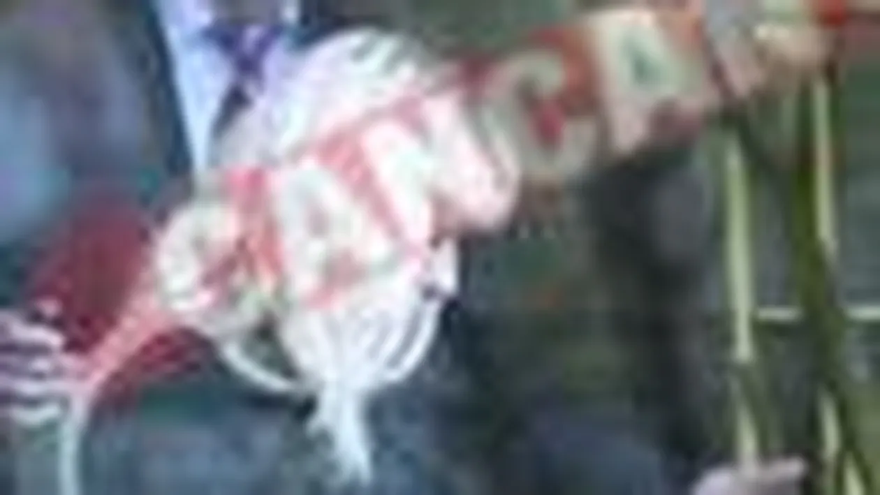 Cum l-a parasit Alina (ex A.S.I.A.) pe Piturca Jr. pentru un infractor din Valcea si un Audi