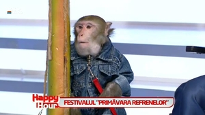 Paranghelie maxima la TV! Vezi ce face Catalin Maruta cu o maimuta in platoul emisiunii "Happy Hour"