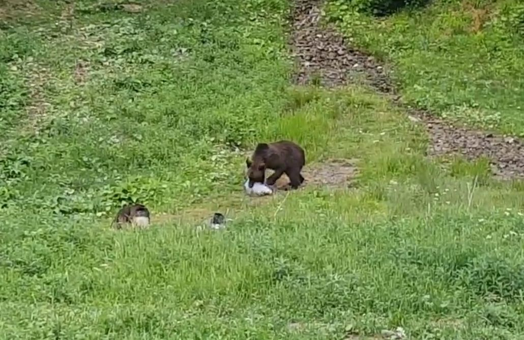 Un urs a fost surprins în timp căra ce saci de gunoi spre pădure, în Prahova