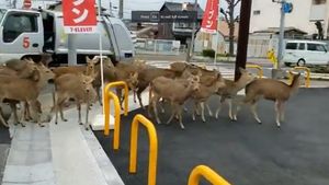 Consecințele autoizolării. Invazie de animale sălbatice pe străzile goale din marile orașe