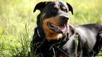 (P) Rasa de câini Rottweiler