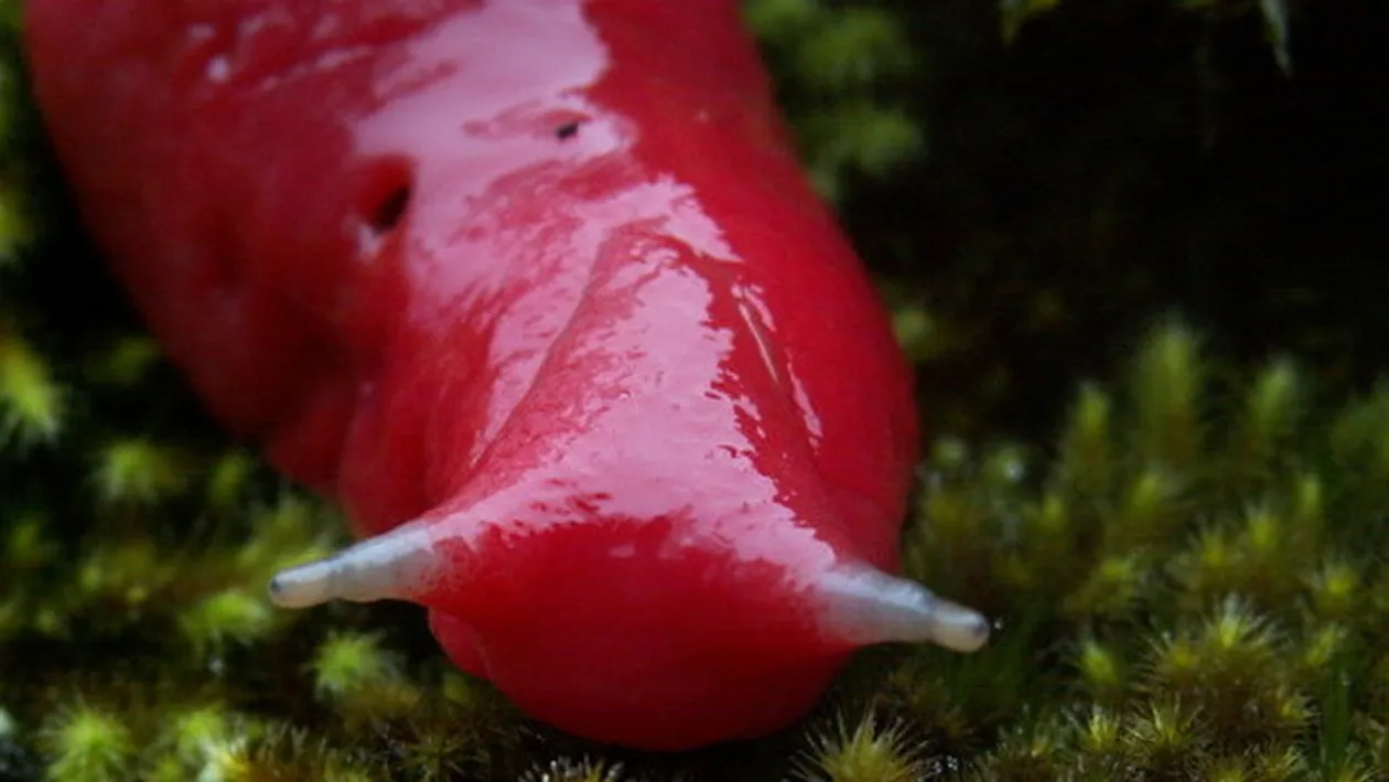 Cercetatorii, fara cuvinte dupa ce au gasit aceasta creatura. Incredibil! Este roz, are coarne albe si traieste in Australia