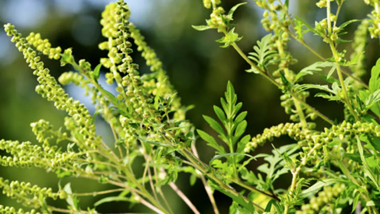 Atenție, este obligatoriu până pe 30 iunie! Se aplică amenzi uriașe pentru nerespectarea legii