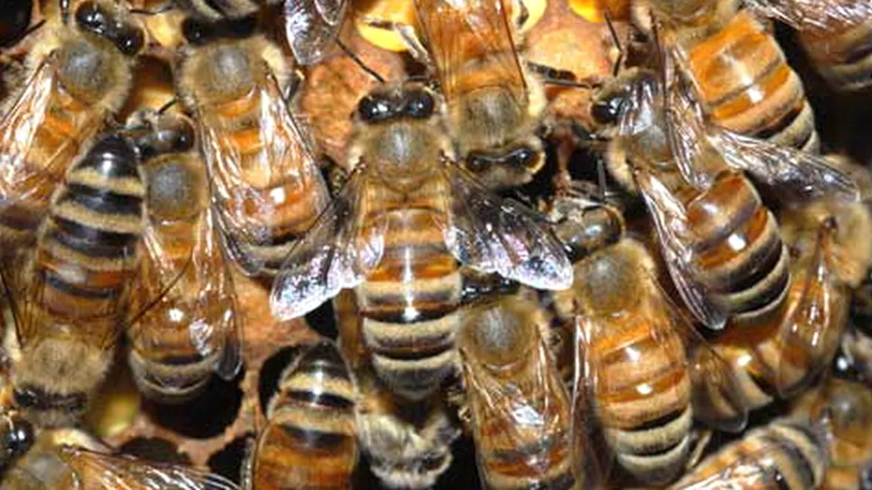 VIDEO O femeie a fost atacata de 1000 de albine africane! Doctorii au ramas cu gura casata cand au vazut-o! Vezi ce a patit: