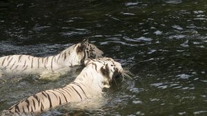 Alertă! Doi tigri au evadat din Grădină Zoologică și au sfâșiat un om