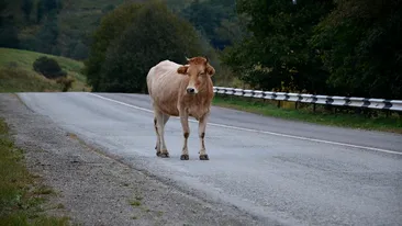 Echipajul unei ambulanțe care se îndrepta spre Iași a scăpat ca prin minune cu viață, după ce o vacă le-a ieșit în față