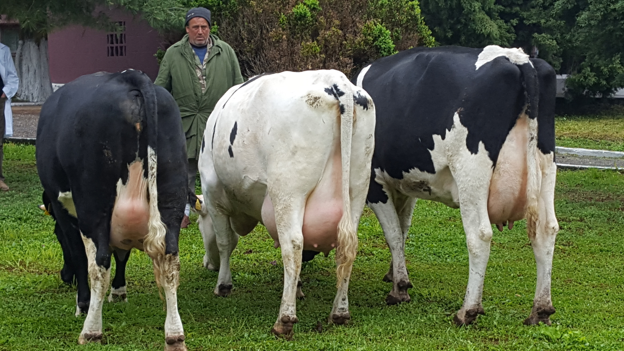 La Șimnic cresc aproximativ 300 de vaci din rasa Holstein