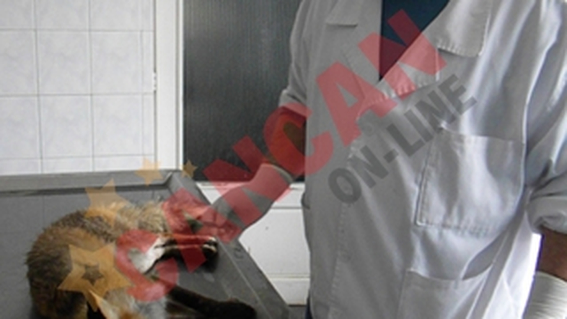 Elevi si profesori, baricadati in scoala din cauza unei vulpi turbate