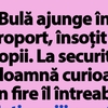BANC | Bulă ajunge în aeroport, însoțit de 13 copii