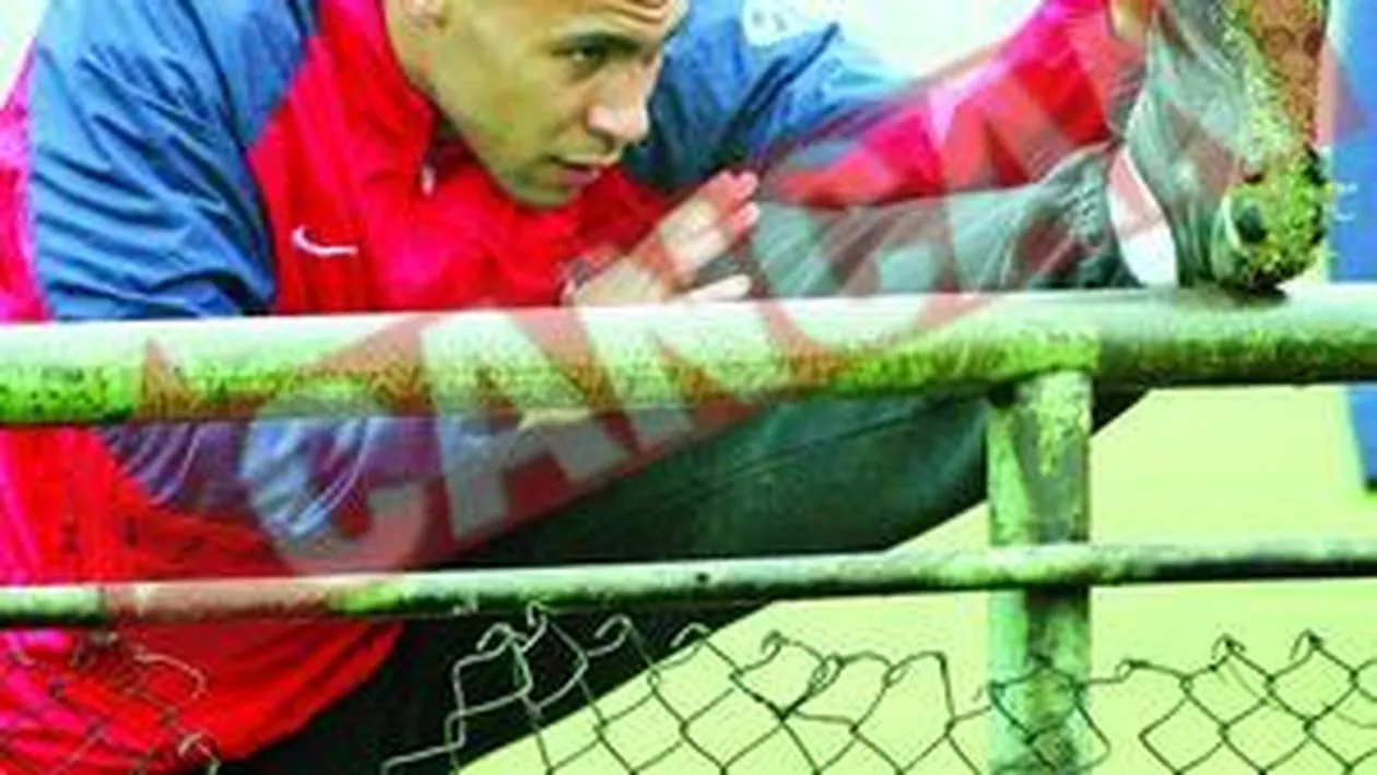 Falemi, ademenit la stana