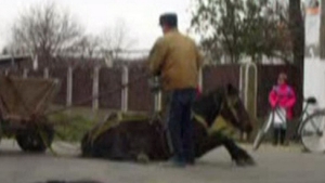 Se intampla in Romania: Cai TORTURATI cu o cruzime de nedescris intr-un targ de animale! Ce pedepse risca proprietarii