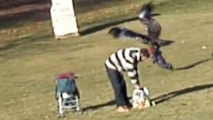 Momentul terifiant in care un vultur prinde un bebelus pe o pajiste si pleaca in zbor cu el
