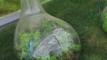 A pus o planta intr-o sticla sigilata, in urma cu 57 de ani! O singura data a fost udata, iar acum rezultatul e uimitor