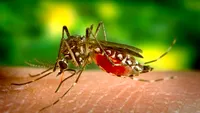 19 cazuri noi de infecție cu West Nile! 6 oameni au murit în ultima săptămână