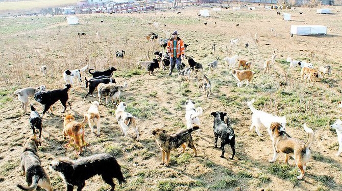 Peste 1.500 de maidanezi traiesc regeste la Bacau. Hraniti cu o tona de carne pe zi