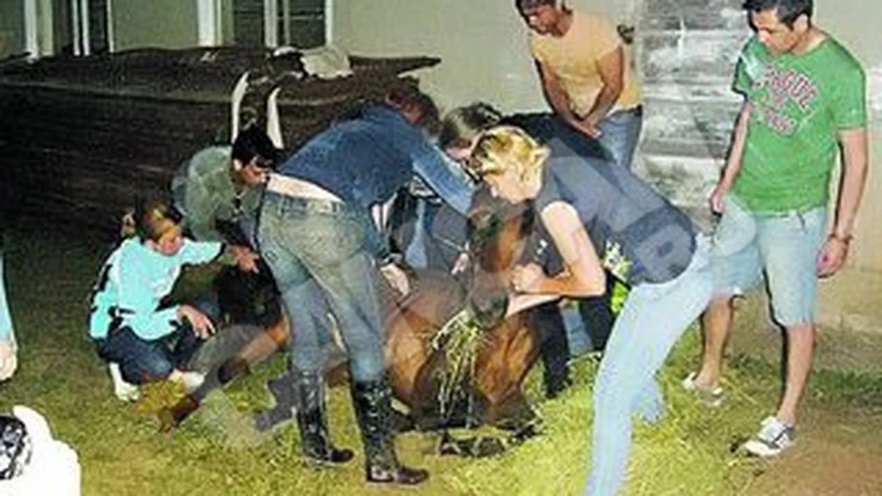 Cazul Letea: 54 de cai, transportati cu o masina de 38 de locuri, 5 fara acte, 20 fara microcip