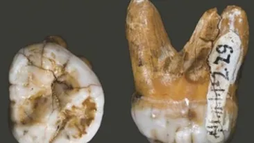 O noua specie umana a fost descoperita in Siberia