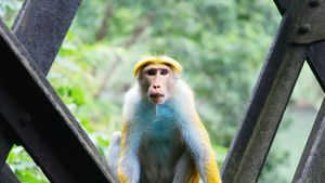 Nu e o glumă! Cât au plătit Maria și Emi, doi români, pentru o vacanță de 18 zile în Sri Lanka