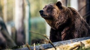 Încă un bărbat, cioban la o stână din Mureș, și-a găsit sfârșitul în ghearele unui urs: ”Îi lasă să ne omoare chiar pe toți?”