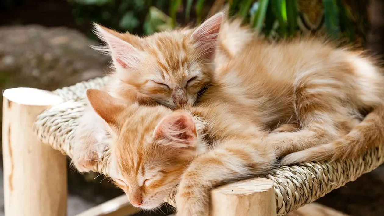 Cruzime fără margini. Un tânăr din Timișoara a omorât pisicile pe care le-a adoptat. Ce a făcut poliția