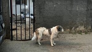 S-a schimbat legea! Amendă de 500 de lei pentru românii care stau la casă, au câine în curte și fac această greșeală