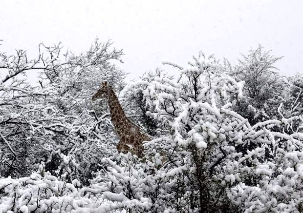 Clima o ia razna! A nins în Africa de Sud! Primele imagini cu animalele suprinse de zăpadă (video + foto)