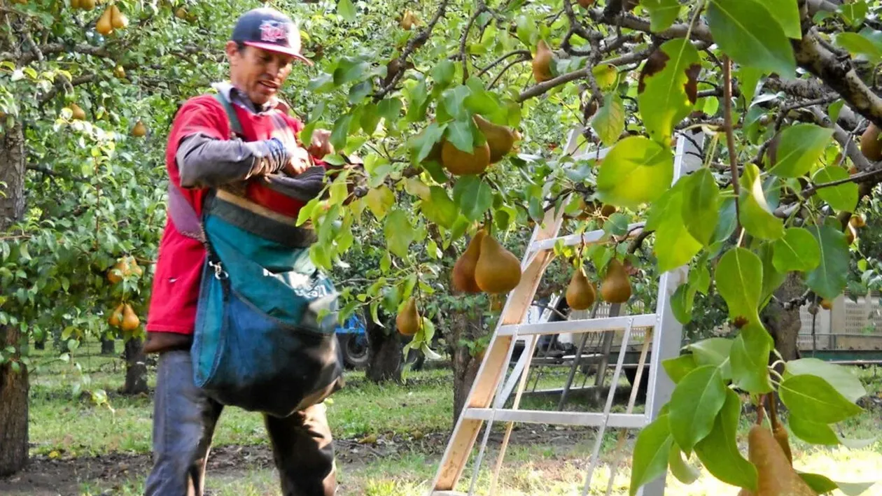 Ce au pățit 37 de muncitori români, plecați să culeagă pere în Belgia. Au crezut că dau lovitura, dar au trăit coșmarul vieții!