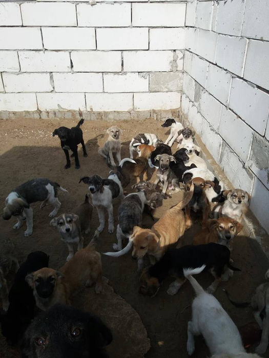 400 de câini, în pericol de a muri de foame