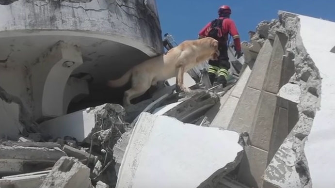 EMOŢIONANT. Un câine care a salvat şapte oameni de sub dărâmături, în urma cutremurului din Ecuador, a murit de epuizare