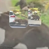 Un clujean a trăit spaima vieții, pe Transfăgărășan! O ursoaică i-a smuls bara mașinii