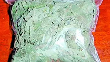 DIICOT cauta etnobotanice evaporate