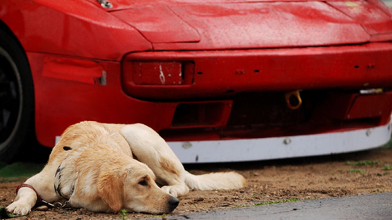 A vrut sa evite un caine dar a sfarsit omorand o femeie!