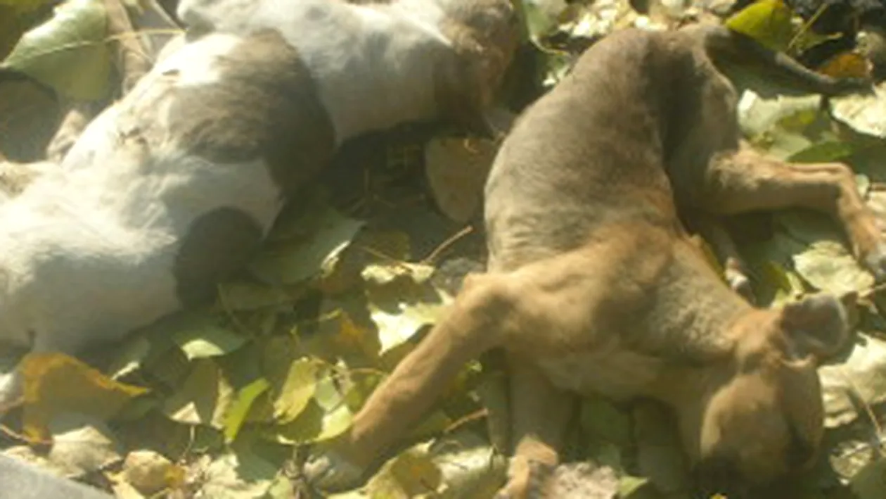 MASACRU! Zeci de caini otraviti au fost gasiti in comuna Rosu din judetul Ilfov!