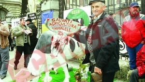 Au pus o vaca la poarta ministerului