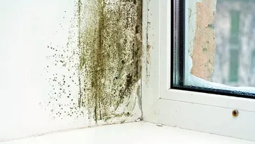 Cum iti feresti casa de umezeala si mucegai