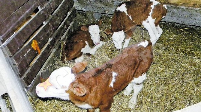 Vaca unui fermier din Arini face senzatie. Missy are tripleti!