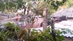 Scenele groazei au devenit virale pe Internet! Un român a lovit cu bestialitate un cal, folosind un par!