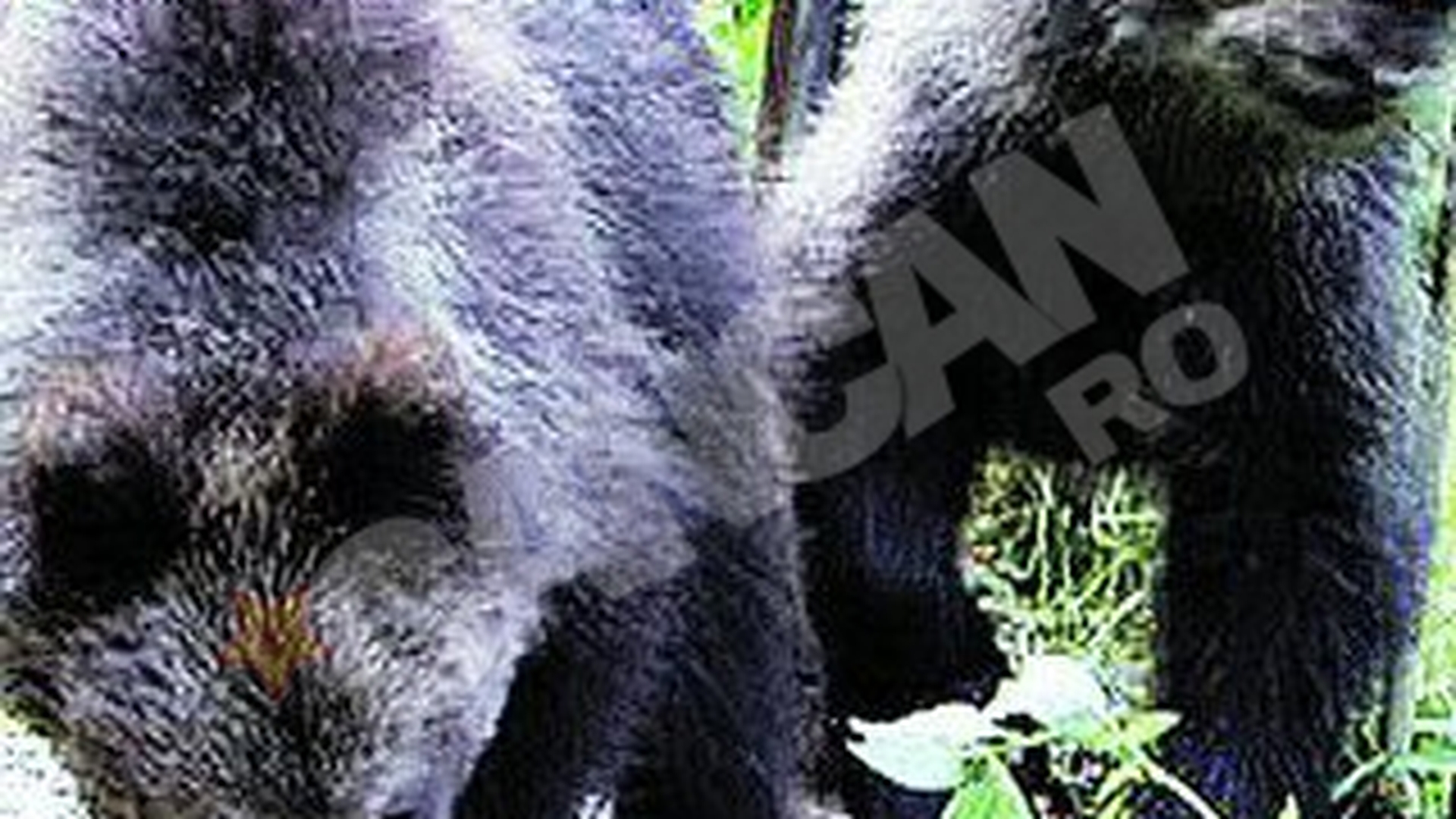 Ursuleti orfani salvati la Sinaia