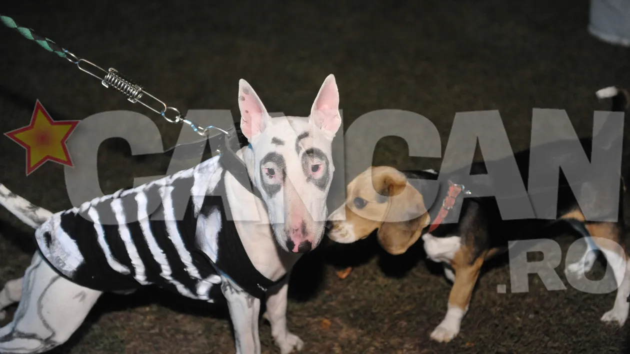 Petrecere de groaza pentru catei, de Halloween! Uite cum s-au distrat la un hotel de lux animalele costumate!