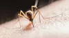 Trei cazuri de West Nile confirmate în România. Manifestările care pot anunța o problemă de sănătate