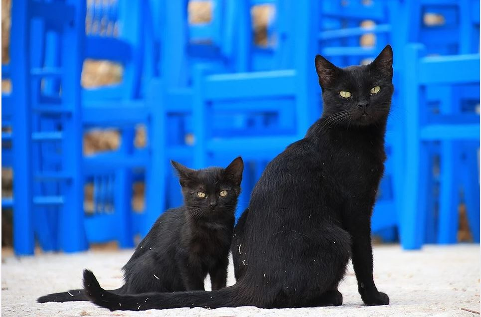 Ce vârstă are pisica ta în ani omenești. Calculul e foarte simplu! Vezi ce vedete preferă micuțele feline și cine a ales să își ia câine