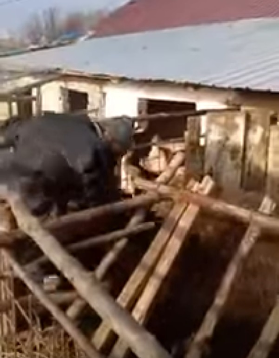 VIDEO / „Aurel, prinde oaia”! Viralul inceputului de an! Ce pateste un barbat intr-un tarc de animale