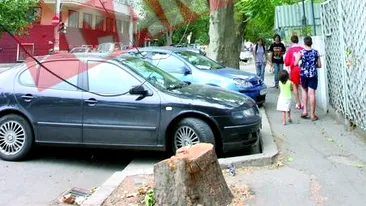 Bucurestiul se impadureste prin noi defrisari