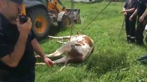 Operaţiune spectaculoasă a pompierilor din Prahova. Au salvat o văcuţă cu... excavatorul