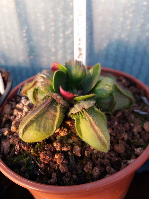 Plantele carnivore cresc într-o seră improvizată